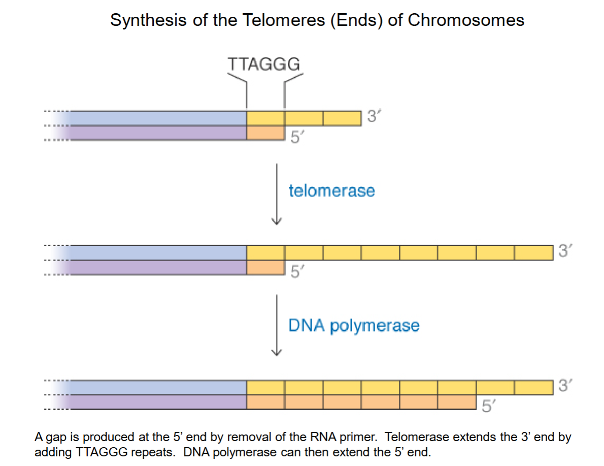 <ul><li><p>PROBLEM: 5’ gap where primer used to be! Single stranded DNA is fragile, easily broken by DNA nuclease, but is not viable to shorten DNA in the long run.</p></li><li><p>Telomerase extends 3’ end w/ 6-base repeat of TTAGGG.</p></li><li><p>DNA polymerase can now bind to longer stretch (was too short before) to produce complimentary sequences and extend the 5’ end.</p></li><li><p>A special adaption in eukaryotic linear DNA to prevent losing DNA.</p></li><li><p>Adults have ~3000 extra bp, ~8000 in newborns.</p></li></ul><p></p>