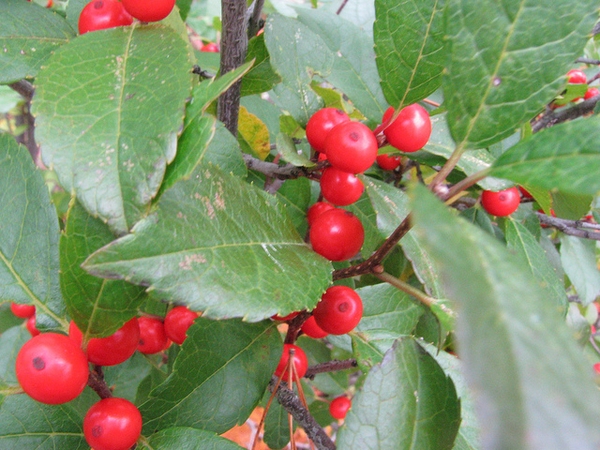 <p>winterberry holly</p>