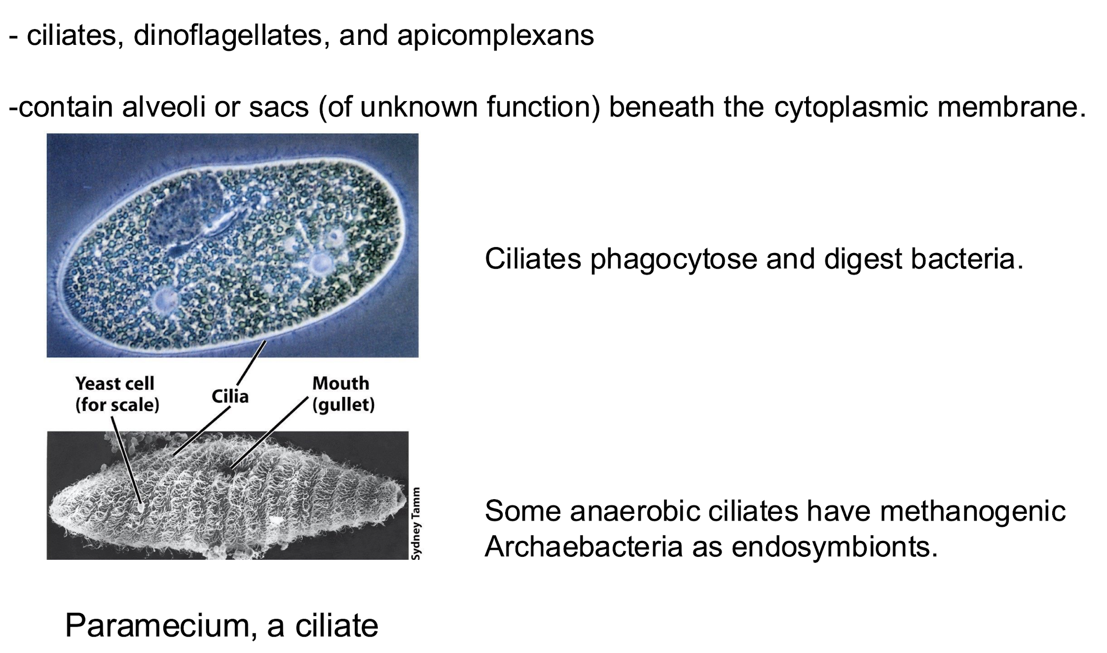 <p><strong><em>Paramecium</em></strong>;<strong> motile by cilia and feed on bacteria.</strong></p>