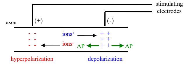 <ul><li><p>using an electrical stimulator</p></li><li><p>enough positive ions accumulate to reach V<sub>T</sub> starting the AP at the negative </p><ul><li><p>AP goes both ways</p></li></ul></li><li><p>at the positive stimulating electrode there is hyperpolarization, </p></li></ul><p></p>