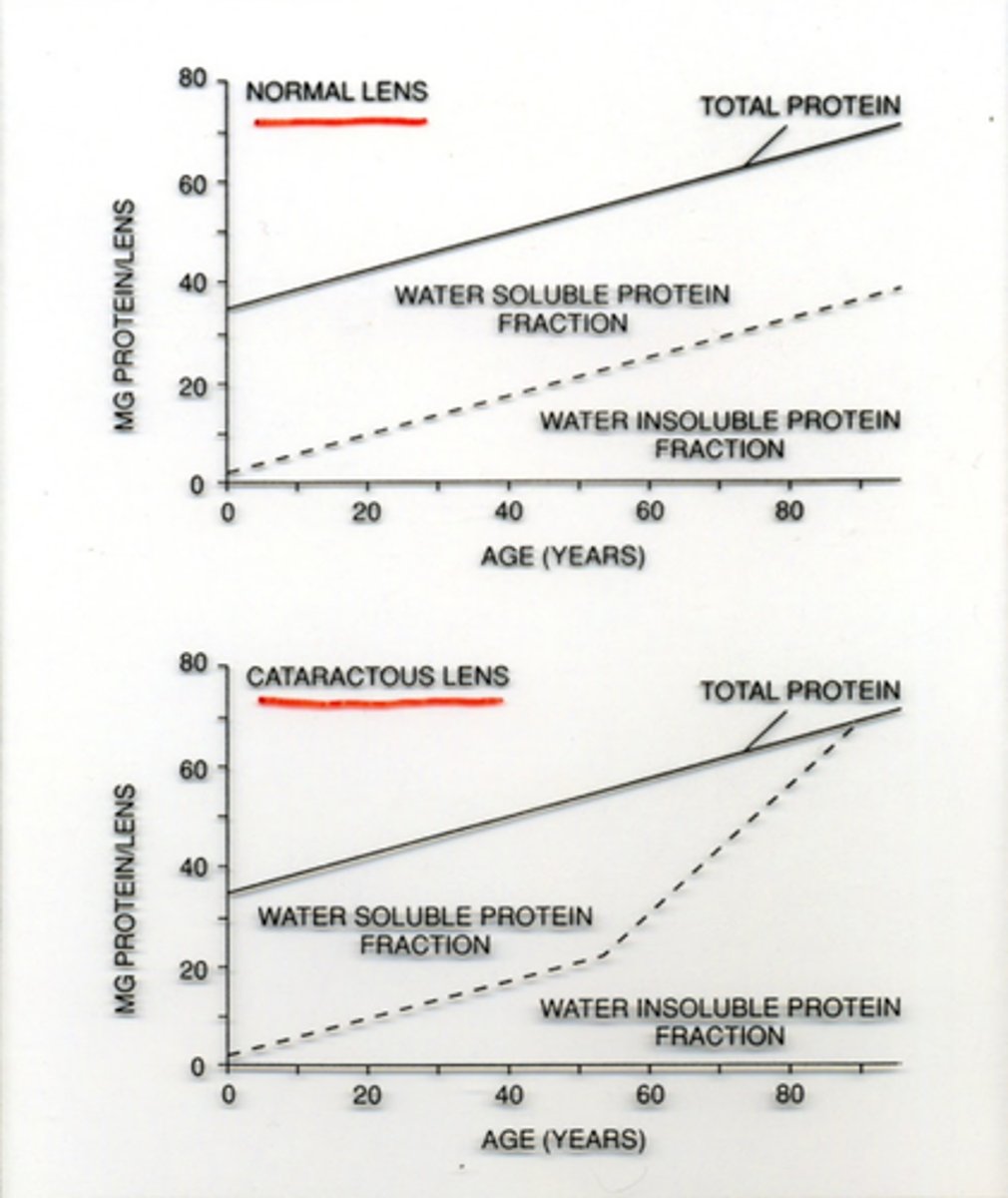 <p>develop more insoluble proteins</p>