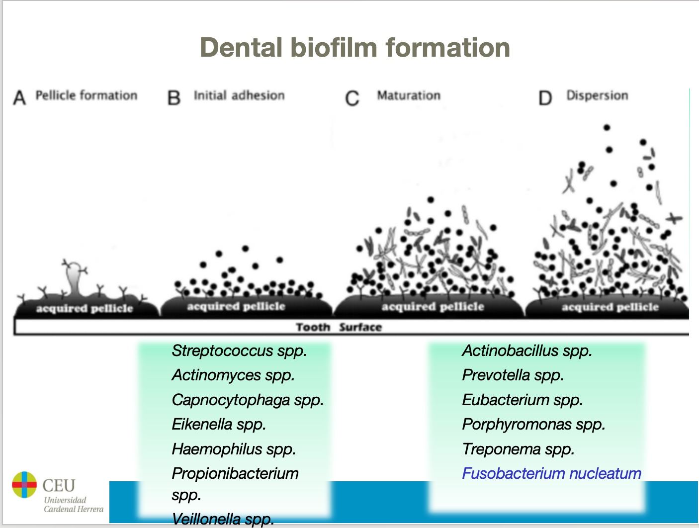 <p>A layer of salivary proteins coating the teeth surface which allows bacteria to adhere. It is the first step in plaque formation.</p><p>The pellicle coated tooth is colonised by gram-positive bacteria, which are early colonisers. These include streptococcus, acintomyces…</p><p>Late colonisers like aggregator bacteria, eubacterium in plaque after 1 to 3 days.</p>
