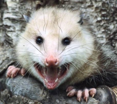 <p>Didelphis virginiana</p>