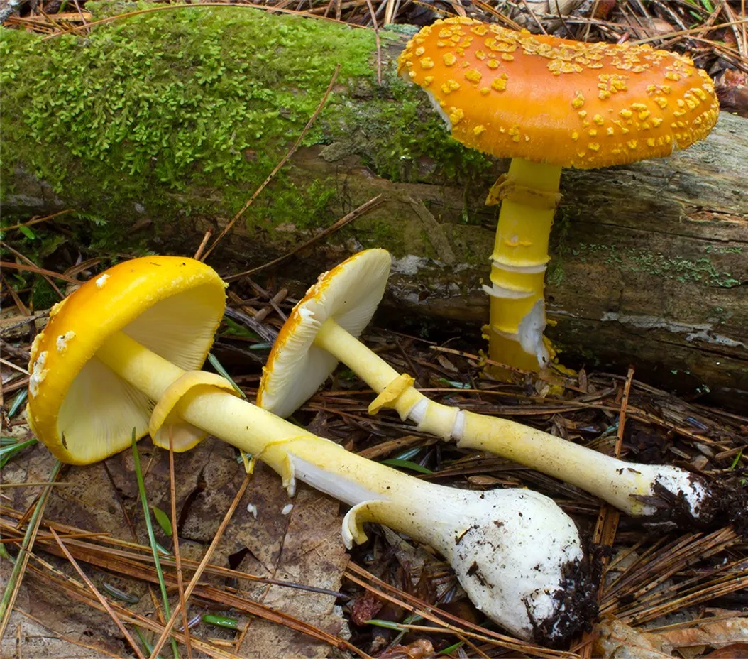 <p>What fungus is this? (Common name)</p>