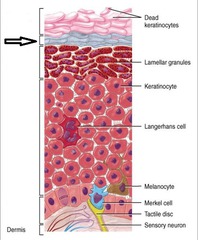 <p>Only found in thick skin. The clear because there are no nuclei. The cells are now dead.</p><ul><li><p>2/3 flat rows.</p></li></ul>