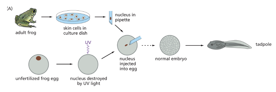 <ul><li><p>DIFFERENTIATED CELLS CONTAIN ALL THE GENETIC INSTRUCTIONS NEEDED TO DIRECT THE FORMATION OF A COMPLETE ORGANISM </p></li></ul><p></p>