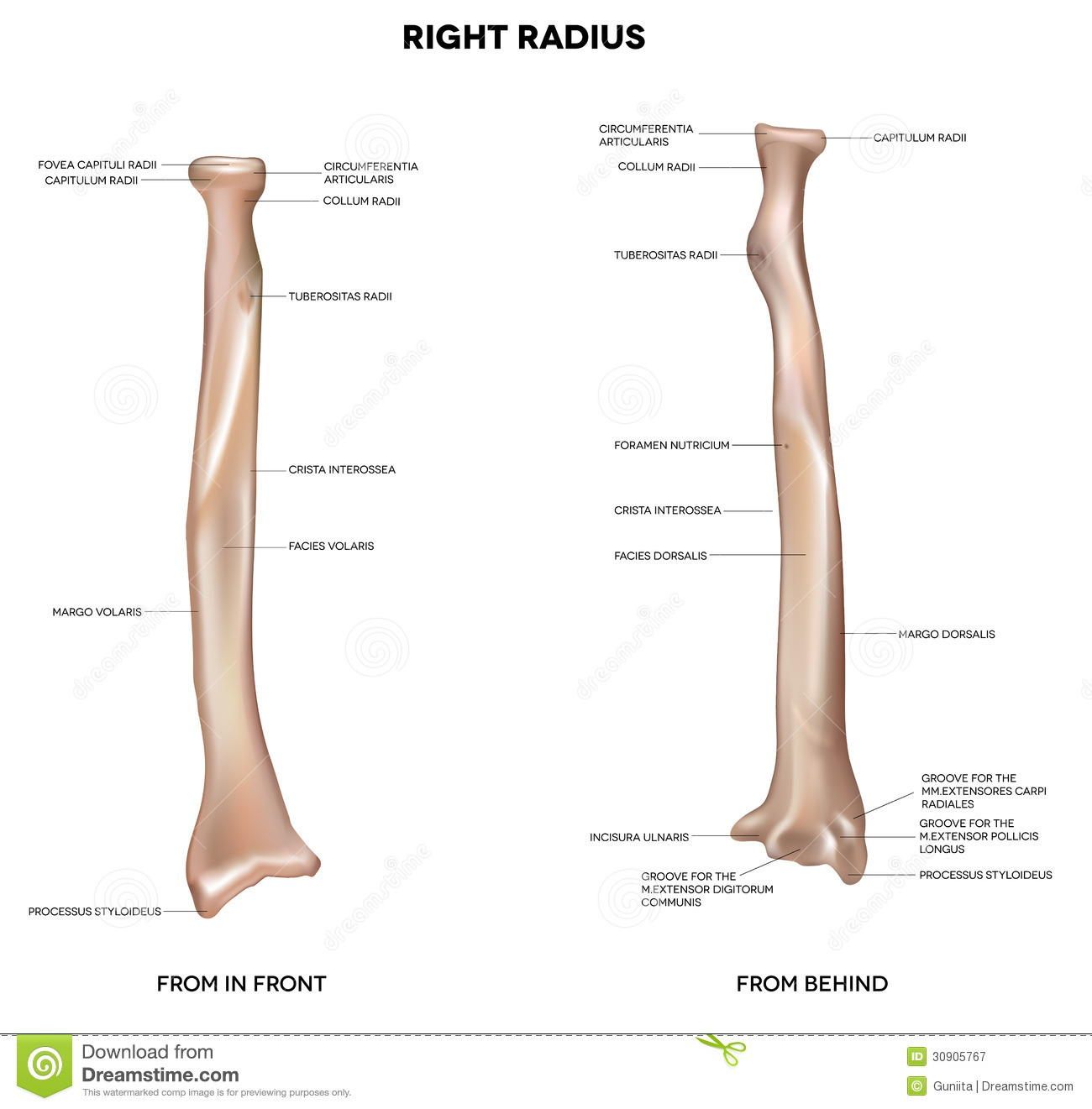 <p>Anterior is flat and orient from processus styloideus (sharp and lateral)</p>