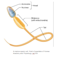 <p>arrangement of sperm</p>