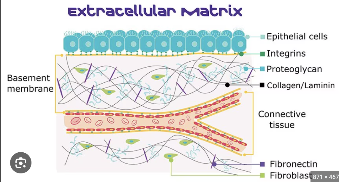 <p>extracellular matrix</p>