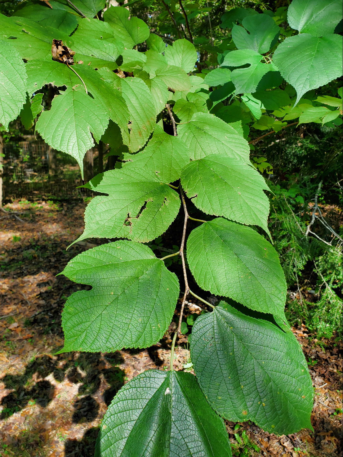 <p>red mulberry</p>