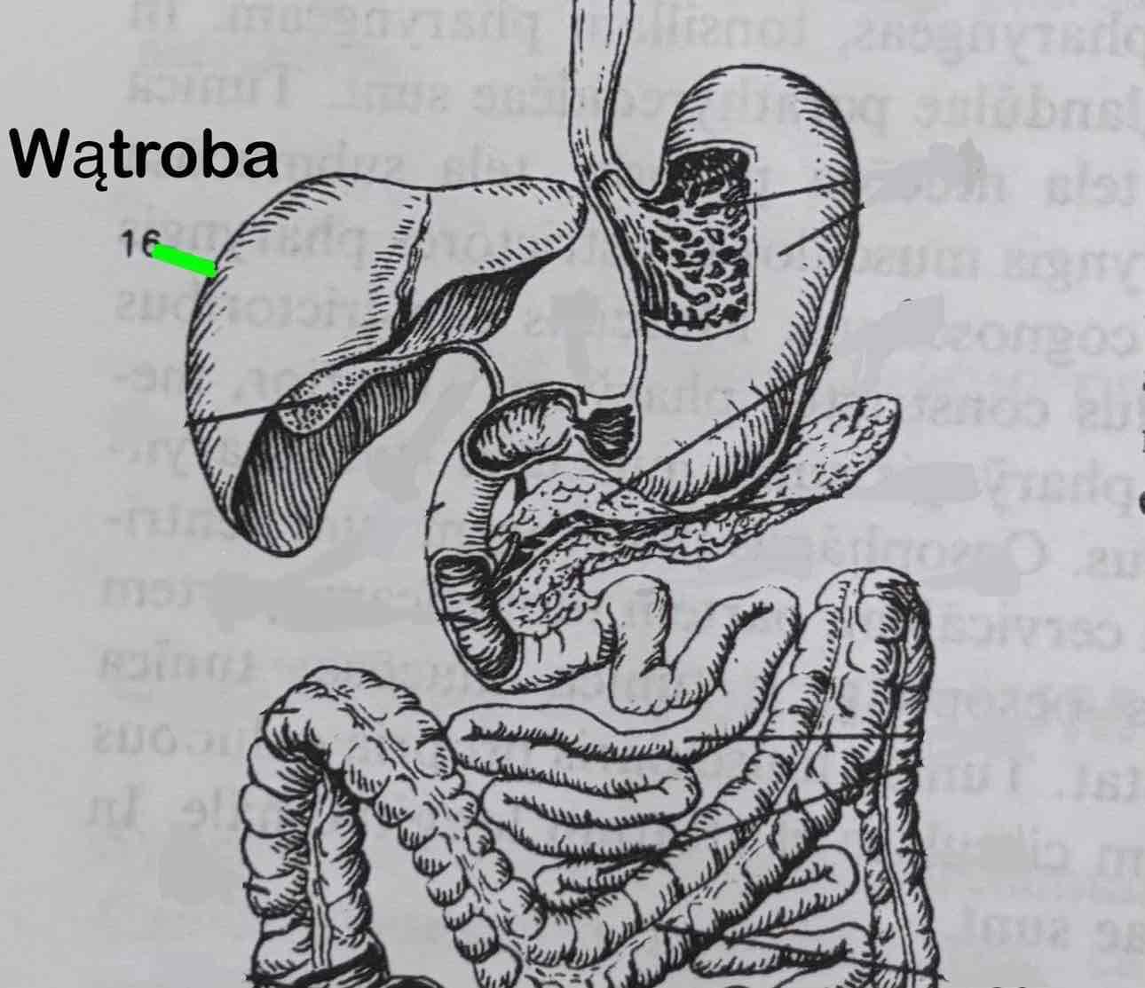<p>Wątroba</p>