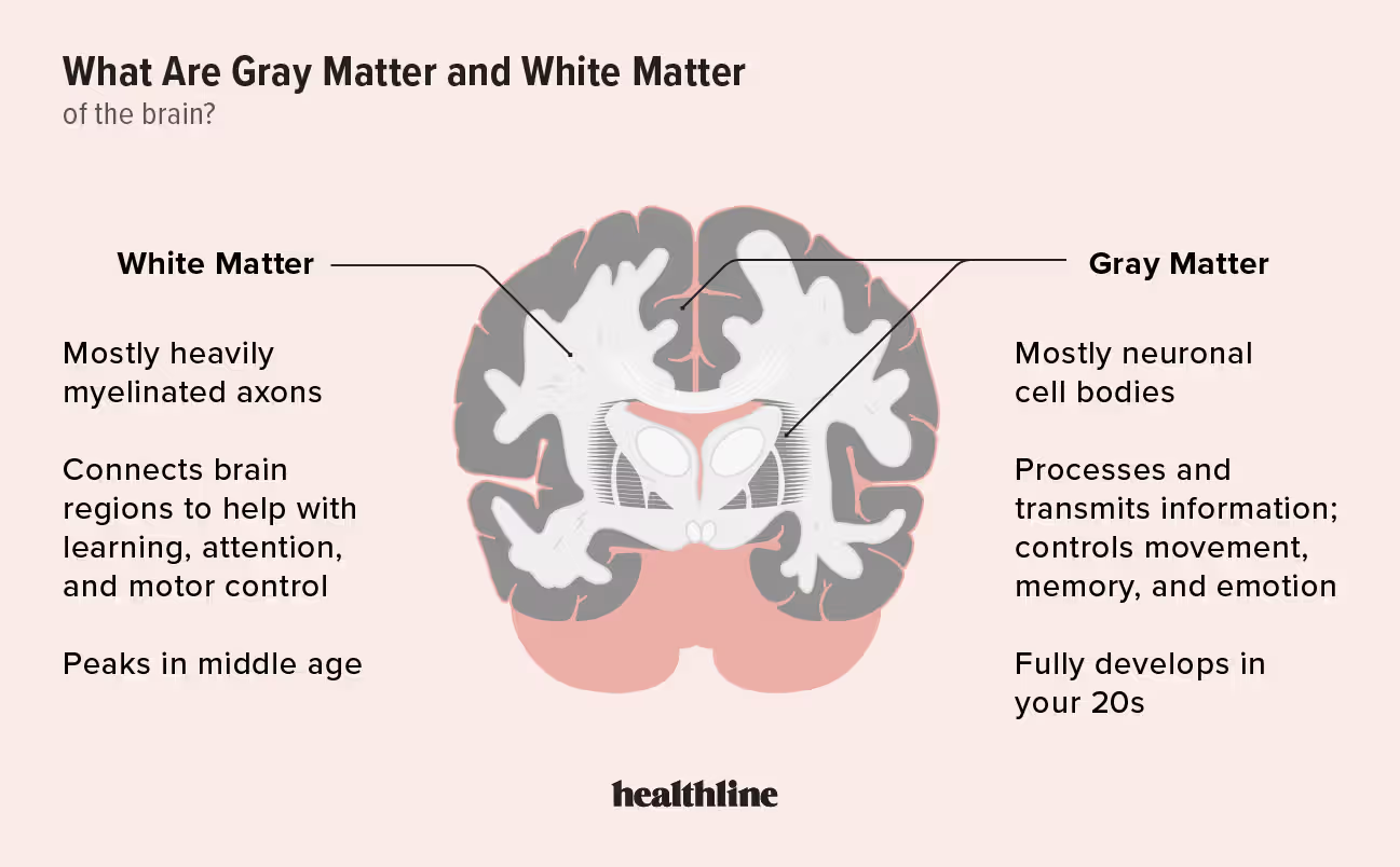<p>The cerebral cortex is called gray matter. Beneath the gray matter is white matter.</p><p>Gray matter </p><ul><li><p>Outer layer</p></li><li><p>Composed mostly of neuron cell bodies</p></li><li><p>Basal nuclei (basal ganglia) – internal islands of gray matter</p></li></ul><p> White matter </p><ul><li><p>Made up of myelinated axons, which link specific regions of the cortex with each other and with other neural centers</p></li><li><p>Example: <strong>corpus callosum</strong> connects <strong>hemispheres</strong></p></li></ul><p></p>