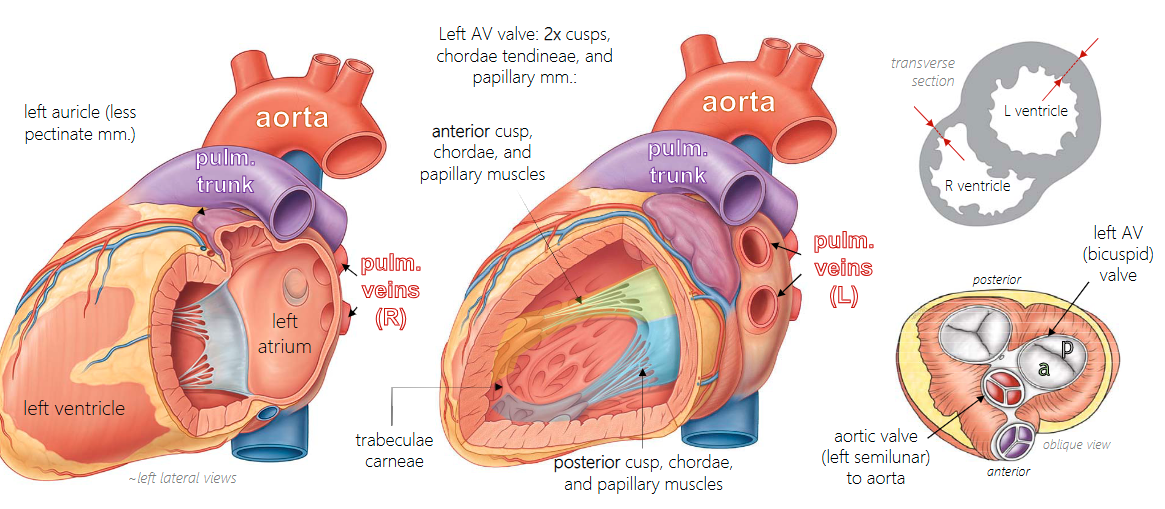 <p>(1) four pulmonary veins enter left atrium</p><p>(2) left auricle has less pectinate muscle</p><p>(3) left atrioventricular valve (aka bicuspid, mitral) has only two sets of cusps/chordae/papillary muscles</p><p>(4) ventricular wall thicker</p>