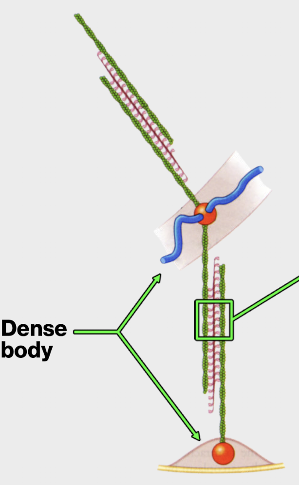 <p>of a smooth muscle cell</p><p>protein complexes where contractile units are anchored at the cell wall and where they meet inside the cell</p>