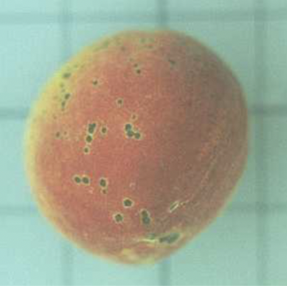 What is this injury called?