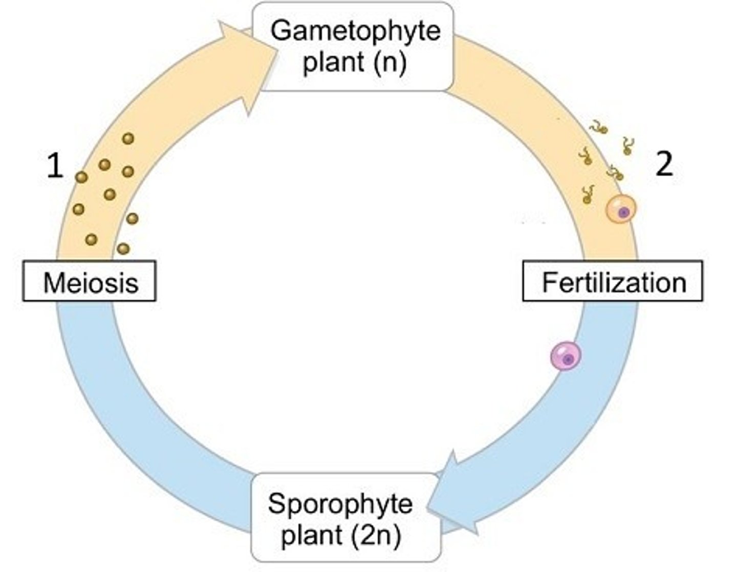 <p>alternation of generations, haploid gametes</p>