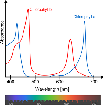 <p>Plants only respond to light in the visible spectrum. These are tow forms of chlorophyll - ‘a’ and ‘b’. Chlorophyll ‘a’ absorbs light around 440 nm (blue) wavelength and also 680-700nm (red)</p>