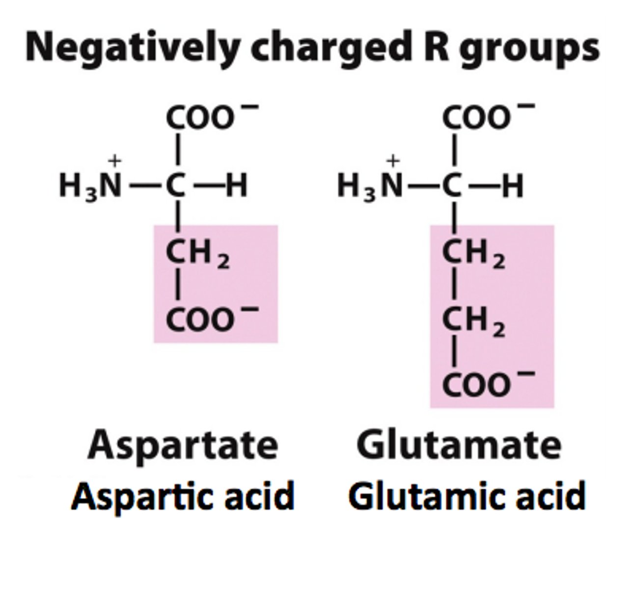 <p>negatively charged</p>