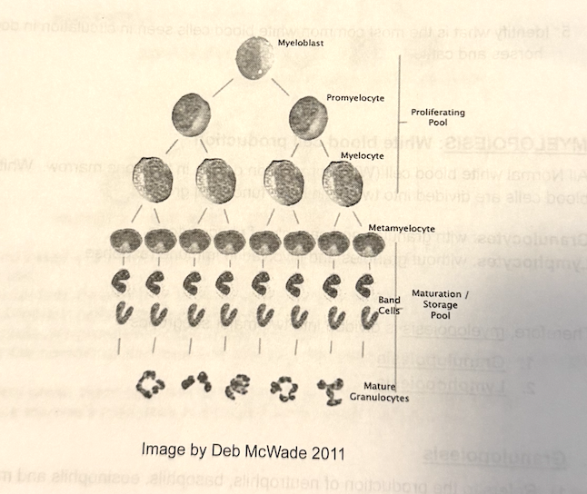 <p>MOVES FROM PROLIFERATING POOL TO MATURATION POOL- intermediate stage in the granulocyte maturation process, typically confined to the bone marrow but can enter circulation during severe acute infections or inflammation when the bone marrow's production capacity is overwhelmed. </p>