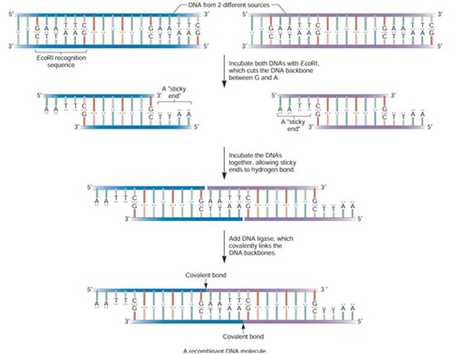 <p>A single-stranded tail created by staggered cuts made by restriction enzymes.</p>