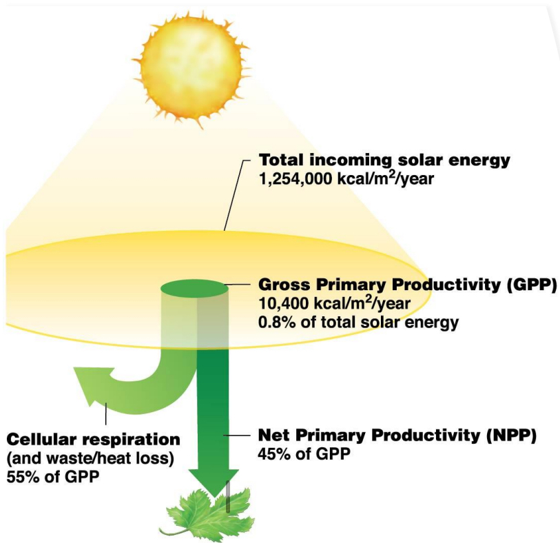<p>Flow of Energy in Ecosystems</p><p></p><p>Gross primary productivity (GPP) </p><p>r_w r_t_ new or___c mat__r syn____</p><p></p><p>Net primary productivity (NPP) - GPP resp_____</p><ul><li><p>L__s to resp____, he__</p></li></ul><p></p>