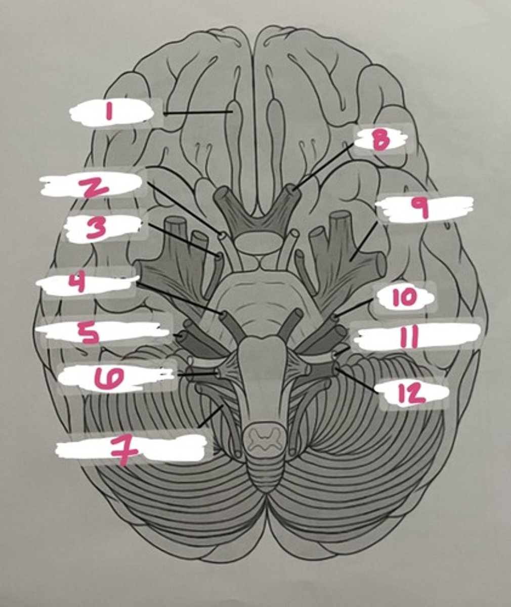 <p>According to the model, what does #6 represent?</p>