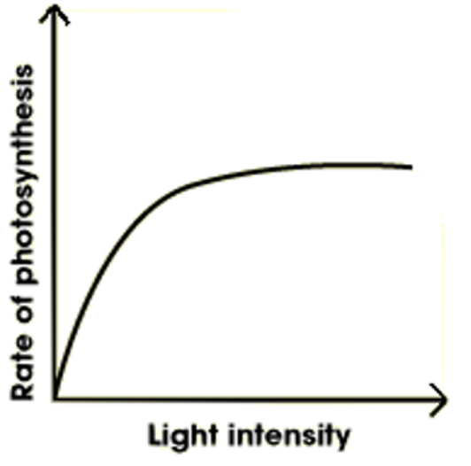 graph of how light intensity affects the rate of photosynthesis