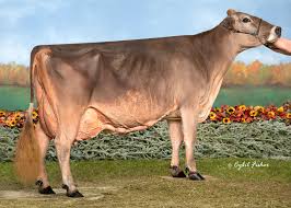 <p>What breed of cow is this?</p>