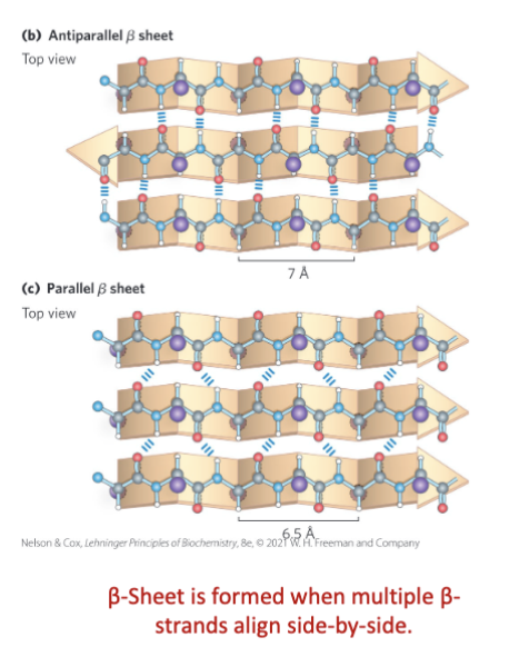 <p>In a B strand the backbone is _______ out in a zigzag pattern</p><p>The average length is _______-</p><p>The arrows on the plot point from _______</p>