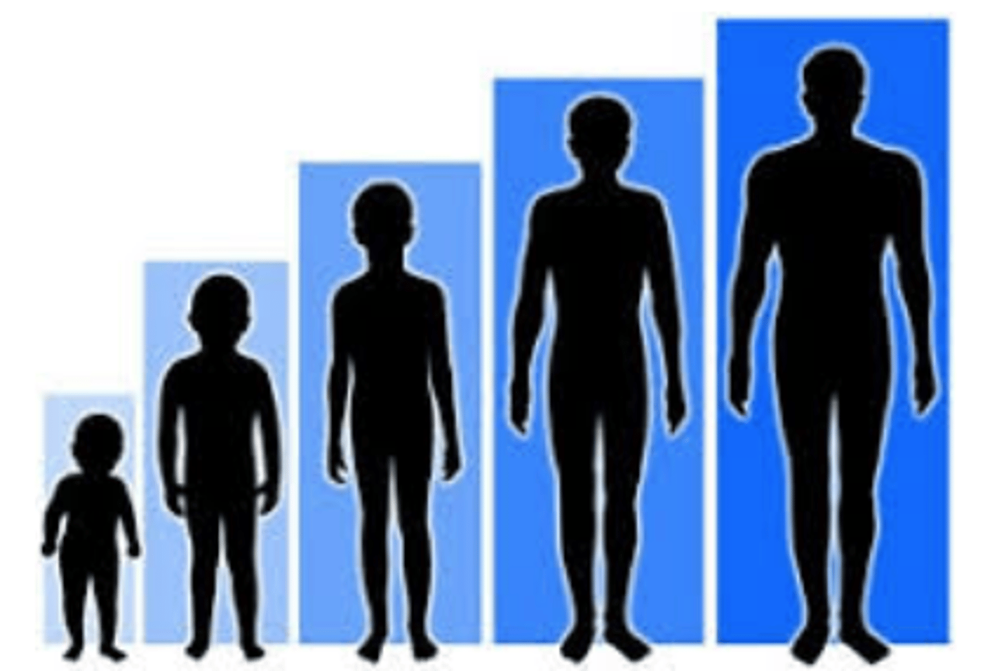 <p>Means to get bigger; to get bigger cells undergo cell division to add cells</p>