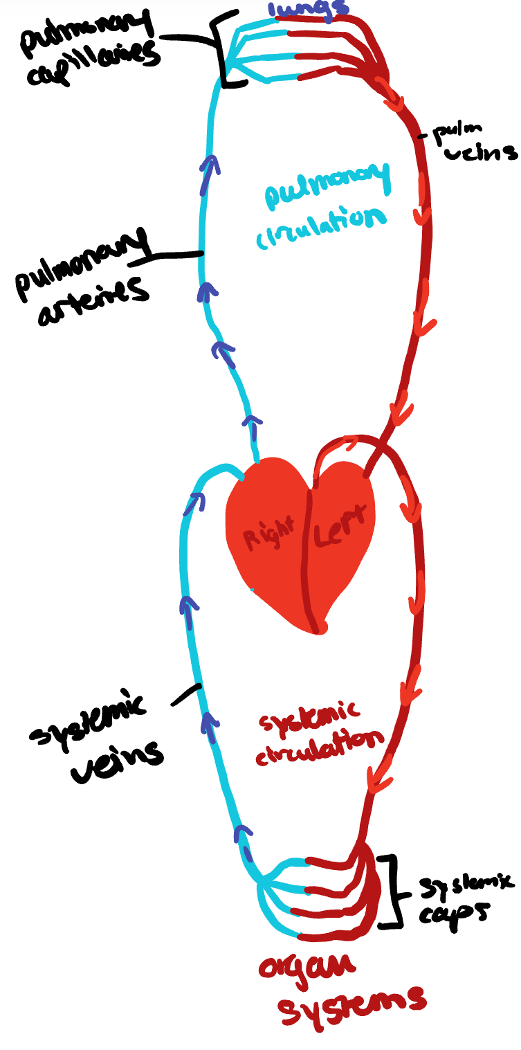 <p>Pulmonary: closed loop of vessels, carrying blood between heart and lungs</p><p>Systemic: circuit of vessels, carrying blood between heart and other body systems</p>
