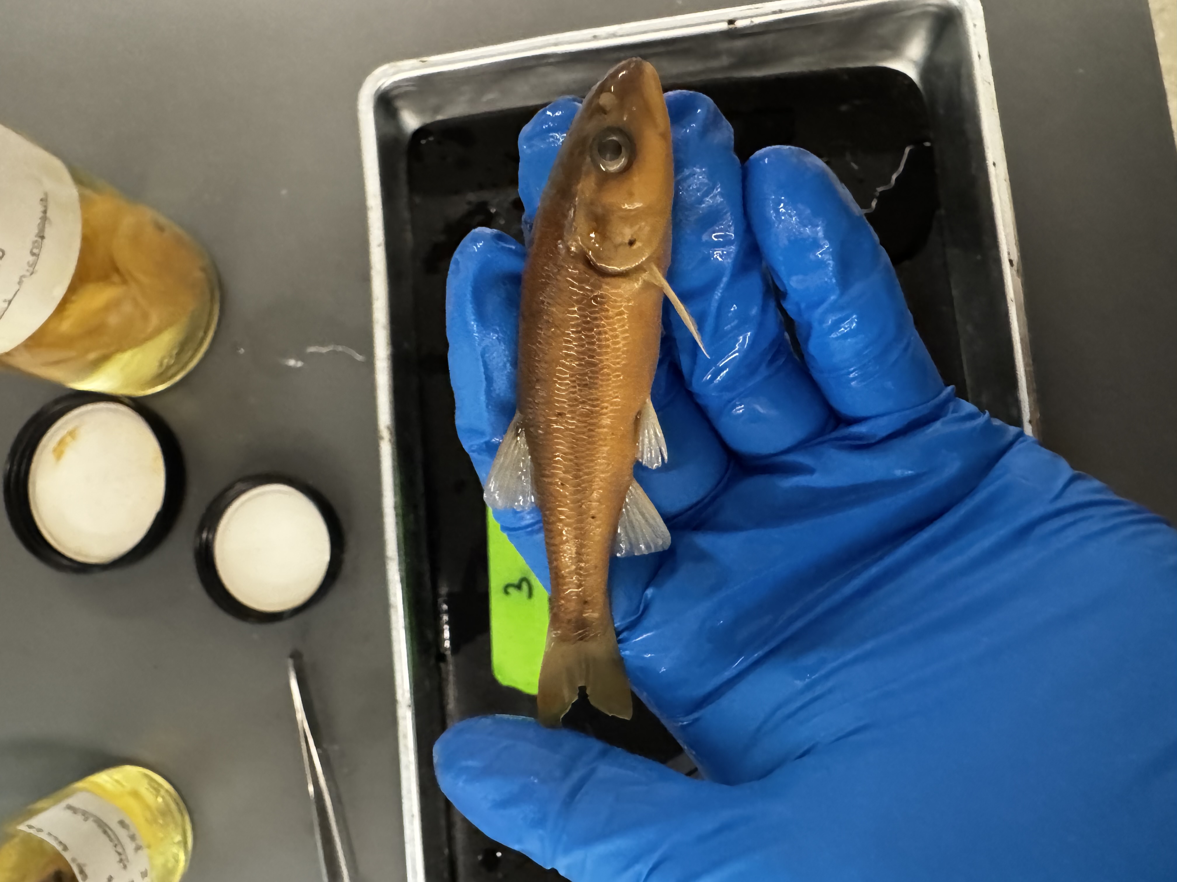 <p>Family:</p><p>Species:</p><p>Scientific:</p>