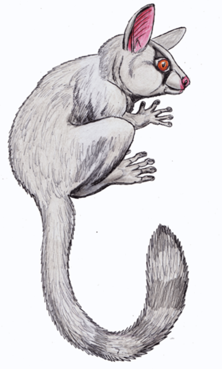 <p>The fossil genus Teilhardina is represented in the fossil record as one of the oldest known omomyiform primates, appearing in the Paleocene-Eocene Thermal Maximum (PETM) around 56 million years ago. It is found in Asia, Europe, and North America, making it the only primate genus known to have inhabited all three Holarctic continents prior to Homo.</p>