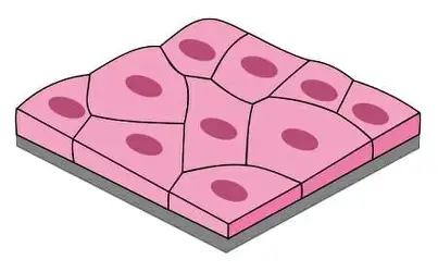 <p>type of epithelial cell that is thin and flat, allowing for rapid diffusion and filtration. </p>