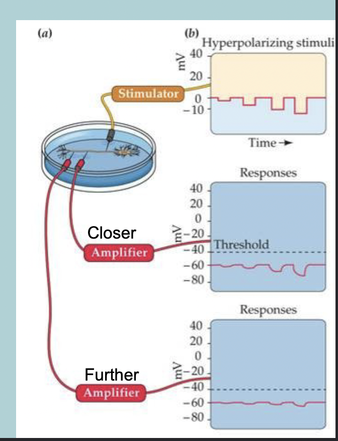 <p>Graded potential - Hyperpolarization:</p><p>Graded change in voltage depends on:</p><ul><li><p>Stimulus strength&nbsp;</p></li><li><p>Distance&nbsp;&nbsp;</p></li></ul><p></p>