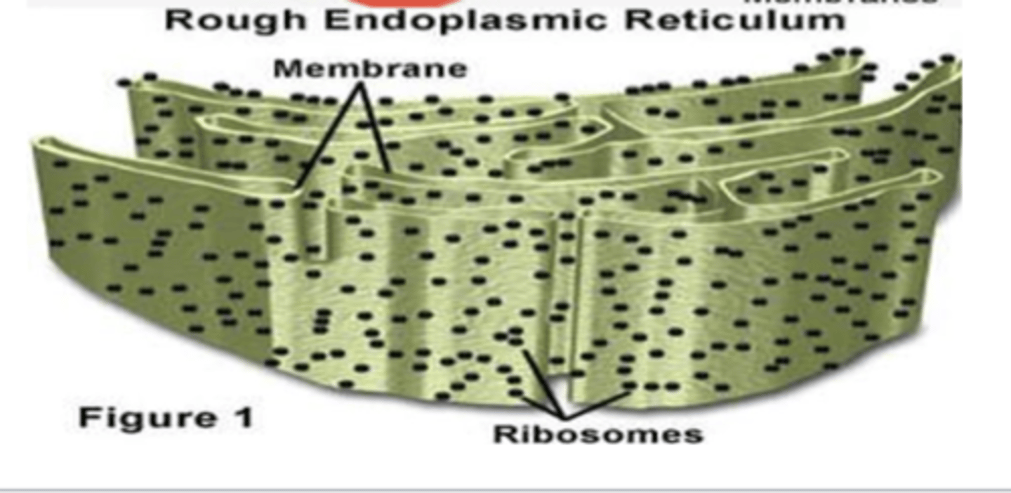 <p>What is the function of the rough ER? (4)</p>
