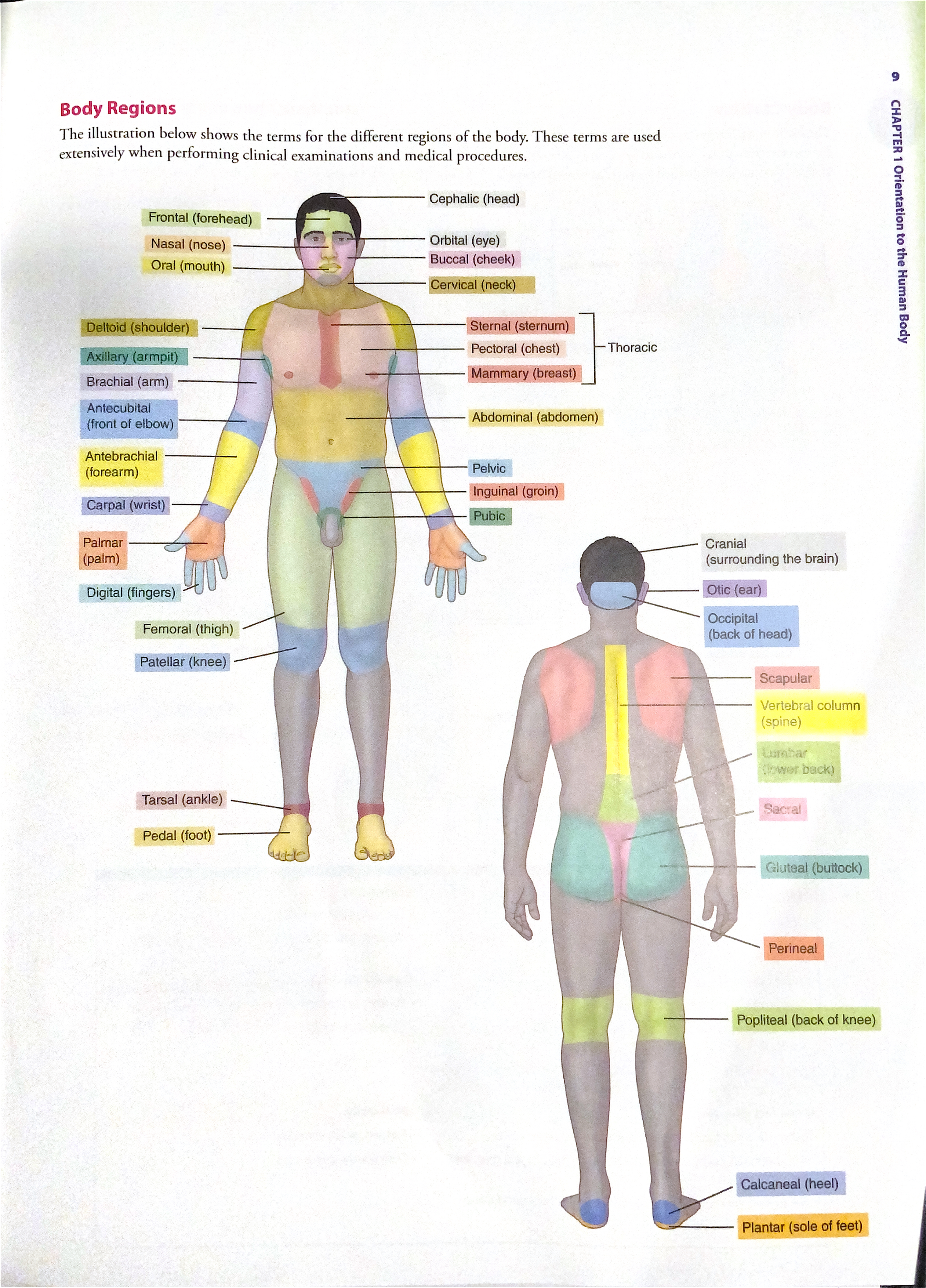 <p>Back Muscles </p>