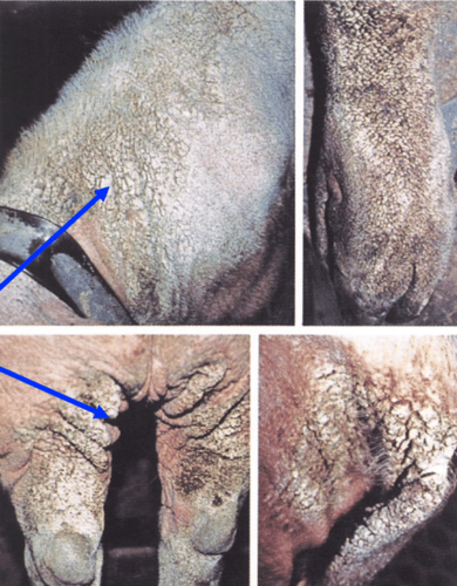 <p>Thick crusts (asbestos type) in the ears, head, forehead, neck, legs, tail etc</p>