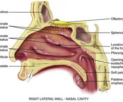 <p>3 bony projections from each wall </p><p>superior, middle, and inferior Conchae</p>