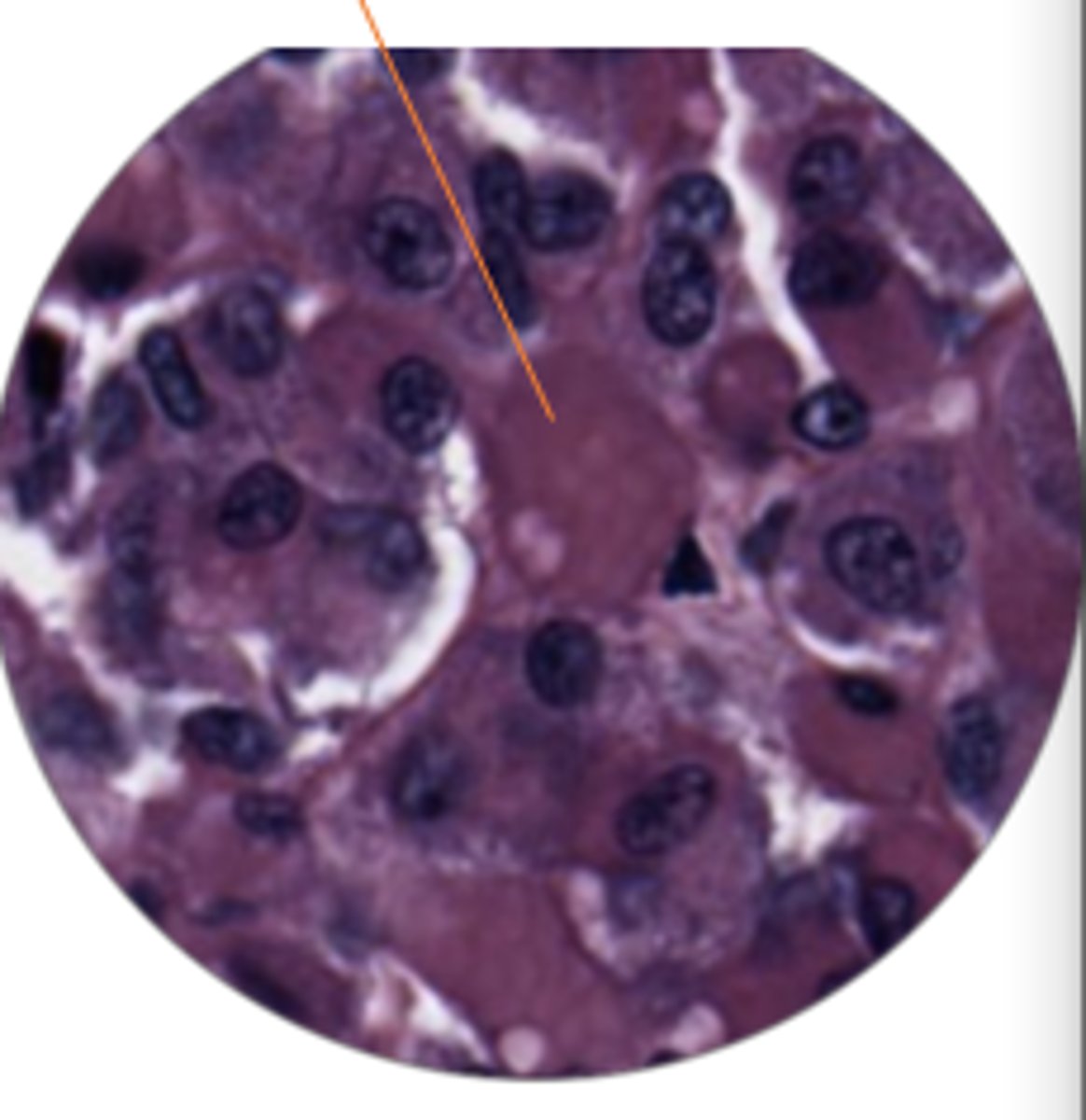 <p>name the cell type and gland</p>