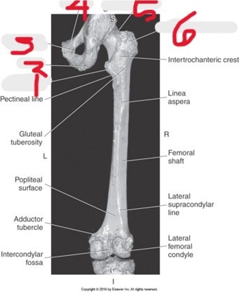<p>Name all numbered structures</p>