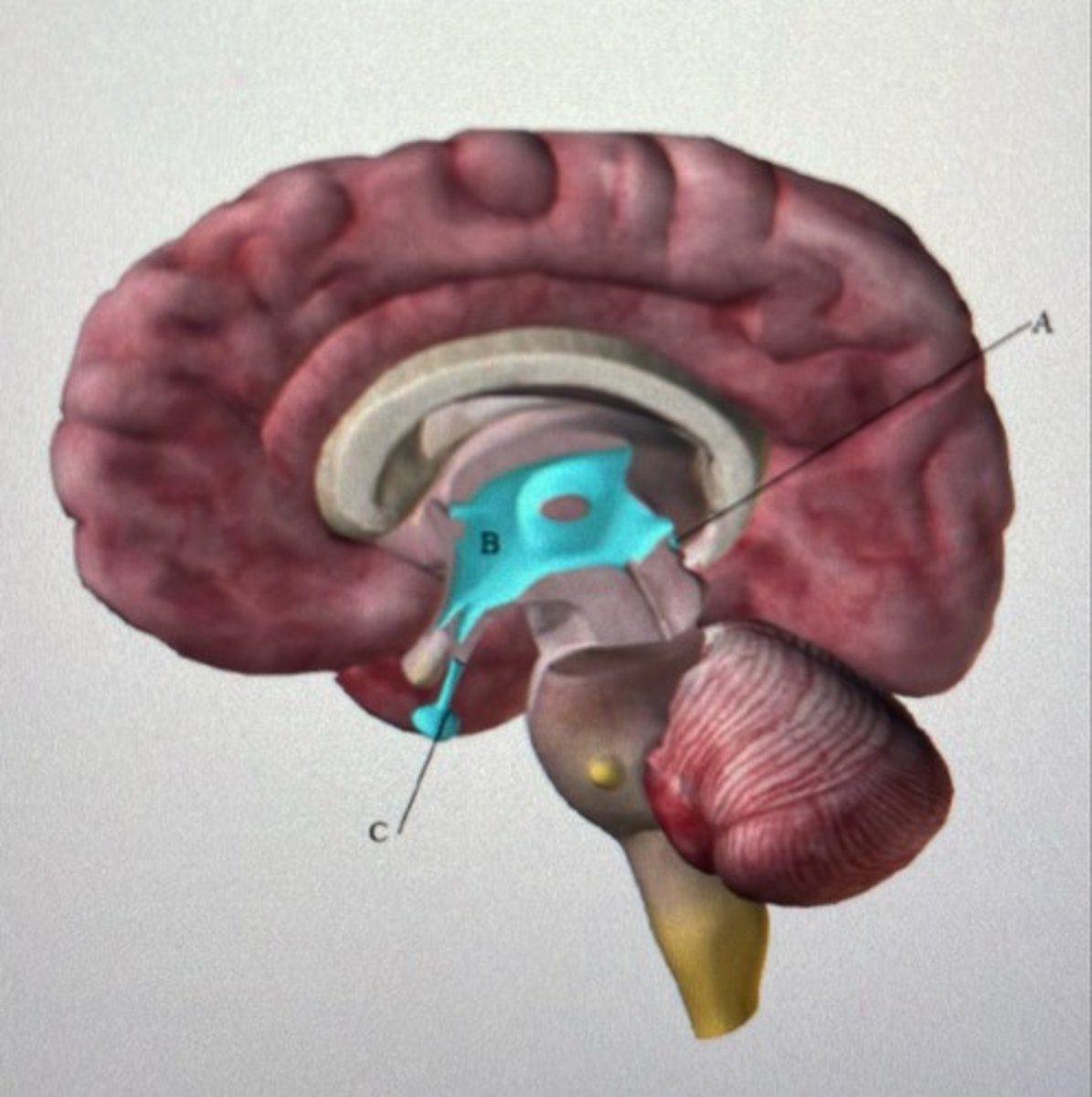 <p>A: Pineal gland</p><p>B: Hypothalamus</p><p>C: Pituitary gland</p>