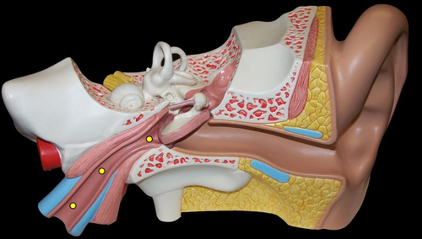 <p>Name this passageway</p>