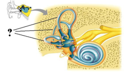 <p><span><span>Identify the indicated structures.</span></span></p>
