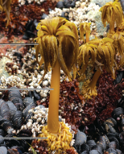 <p>Brown Algae</p>