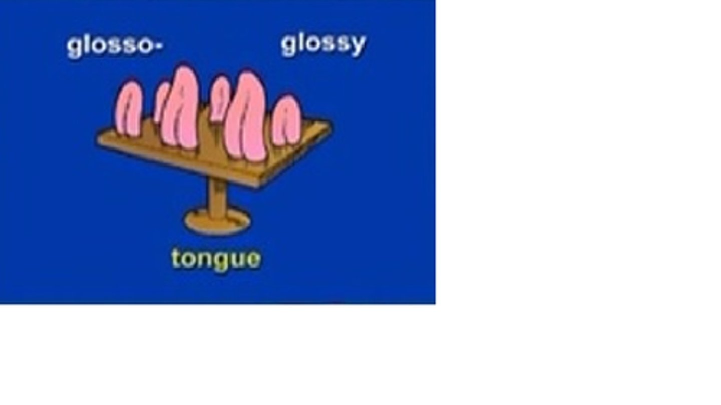 <p>tongue</p>