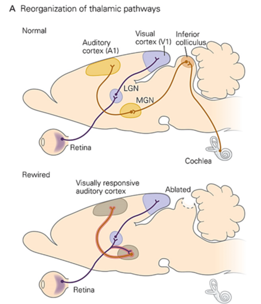 <p>Plasticity is when the nervous system is sensitive to experience or input from the environment</p><p>Two examples of how the cortex retains plasticity during development:</p><p>1) Sensory input regulates the organization of 'barrels' in the developing somatosensory cortex in rodents.You get a group of cells in a barrel formation. Each cell receiving input from a single whisker of the snout of an animal. If prospective visual cortical tissue is transplanted into the somatosensory cortex around the time of birth, barrels form in the transplanted tissue with a pattern that closely resembles that of the normal somatosensory barrel field suggesting that afferent input superimposes aspects of neocortical patterning on the basic features of the protomap. </p><p>2) Rerouting thalamocortical input can recruit cortical areas for new sensory functions- If the inferior colliculus (receives auditory information from the cochlea) is ablated, then visual axons from the retina will innervate the MGN (should have been inervated by auditory information from the inferior colliculus) and then will go to the auditory cortex, now making the auditory cortex responsive to visual stimuli. </p>