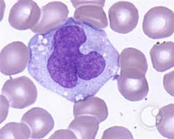 <p>A type of leukocyte that mature into macrophages in body tissues, phagocytize foreign matter and organisms such as bacteria</p>