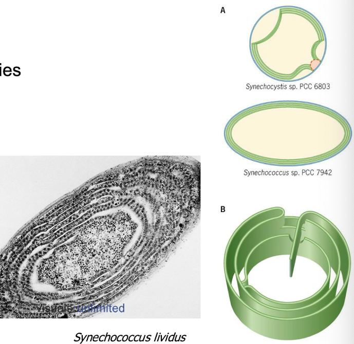 <p>Specialized Structures: Thylakoids: Made up of</p>