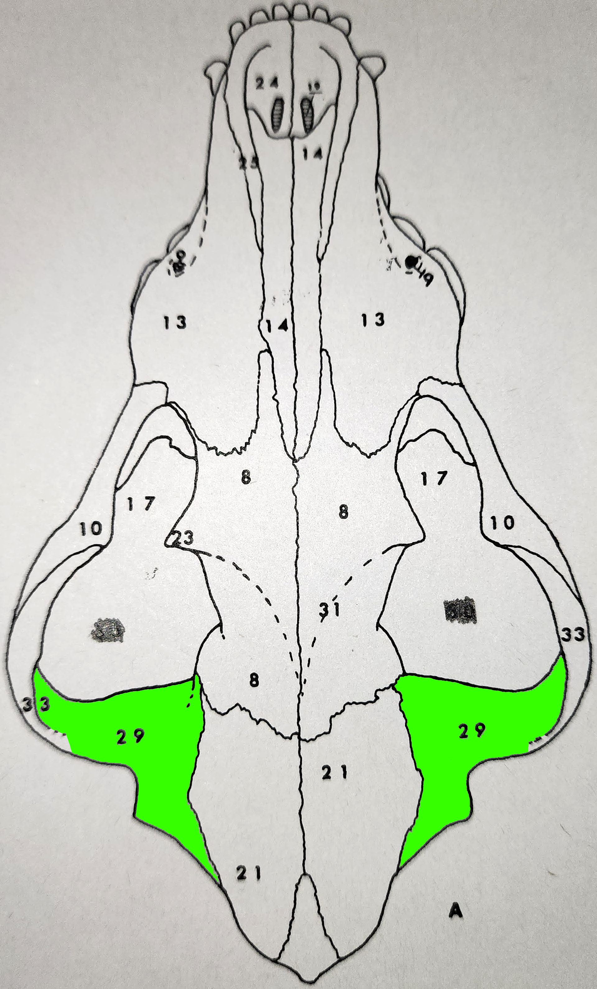 knowt flashcard image